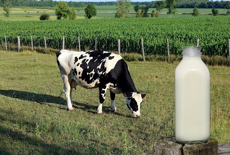cow veg